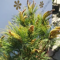 Pinus densiflora Tanyosho Compacta în pepiniera noastră în luna aprilie. 