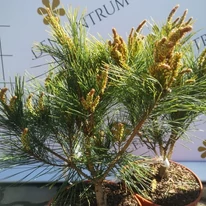 Pinus densiflora Tanyosho Compacta - Pin roșu japonez