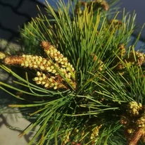 Pinus densiflora Tanyosho Compacta - Pin roșu japonez