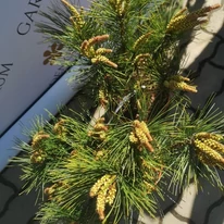 Pinus densiflora Tanyosho Compacta - Pin roșu japonez