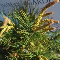Pinus densiflora Tanyosho Compacta - Pin roșu japonez