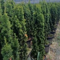 Aspectul plantelor de Taxus baccata Fastigiata Aurea bine dezvoltate.