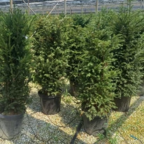 Taxus baccata K5 - Tisa