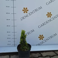 Tisa columnară aurie în luna mai în pepiniera noastră.