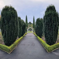Tisa columnară plantată într-un parc. 