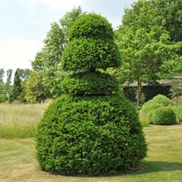 Taxus baccata tuns într-o formă. 