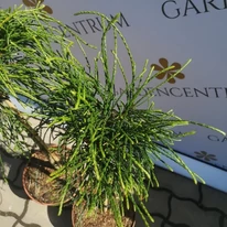 Thuja plicata Whipcord decorează cu frunziș său deosebit.
