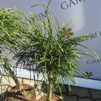 Thuja plicata Whipcord, un mini arbore veșnic verde, care va înveseli orice grădină.