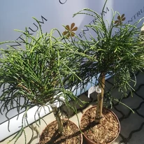 Thuja plicata Whipcord cu trunchi înalt este disponibil în pepiniera noastră.