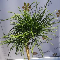 Thuja plicata Whipcord cu frunziș deosebit. 