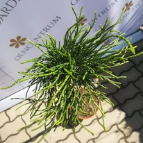 Thuja plicata Whipcord crecut pe trunchi înalt în pepiniera noastră. 