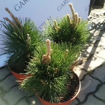Pinus thunbergii Thunderhead are ace lungi veșnic verzi. 