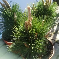 Pinus thunbergii Thunderhead în pepininea noastră. 