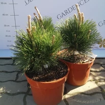 Pinus thunbergii Thunderhead la ghiveci, în pepiniera noastră în luna aprilie. 