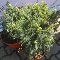 Pinus strobus Tiny Kurls - Pin pitic Tiny Kurls