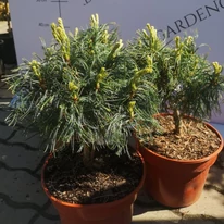 Pinus strobus Tiny Kurls - Pin pitic Tiny Kurls