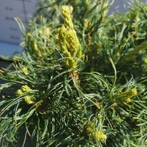 Pinus strobus Tiny Kurls - Pin pitic Tiny Kurls