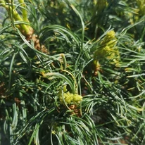 Pinus strobus Tiny Kurls cu ace argintii, răsucite. 