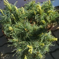 Pinus strobus Tiny Kurls - Pin pitic Tiny Kurls