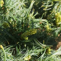 Pinus strobus Tiny Kurls - Pin pitic Tiny Kurls