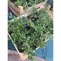 Cotoneaster târâtor într-o ladă. 
