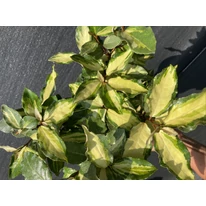 Măslinul rusesc este o plantă ornamentală excelentă. 