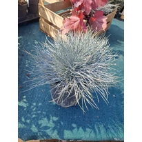 Festuca glauca în ghiveci.