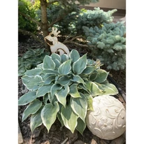 Hosta într-un strat de flori
