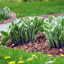 Hosta, într-un strat primăvara