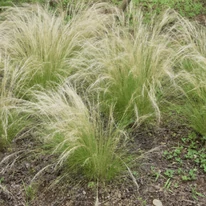 Stipa tenuissima plantat în grădină. 