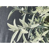 Buddleja davidii Silver Anniversary - Liliac de vară argintiu