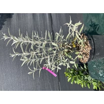 Buddleja davidii Silver Anniversary - Liliac de vară argintiu