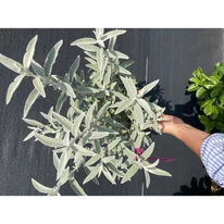 Buddleja davidii Silver Anniversary - Liliac de vară argintiu