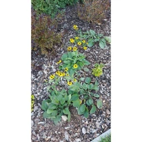 Rudbeckia fulgida plantat într-un strat de flori acoperit cu mulci. 