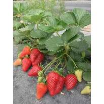 Fructul căpșunilor Albion pe tulpini.