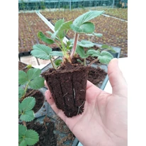 Răsad de căpșuni gata de plantare.