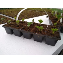Răsaduri de căpșuni  soi MONTEREY în cuburi nutritive