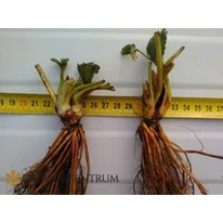 Stoloni căpșuni frigo soi MONTEREY