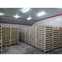 Răsadurile congelate de căpșuni tip frigo se păstrează în frigider.