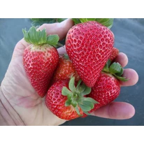 Fructe delicioase de căpșuni Albion.