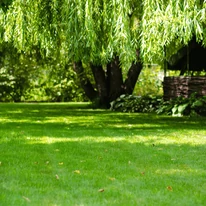 Semințe de gazon ICL LANDSCAPER PRO SUN & SHADE 5kg/sac