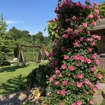 Rosa Leonardo da Vinci - Trandafir