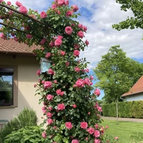 Rosa Leonardo da Vinci - Trandafir