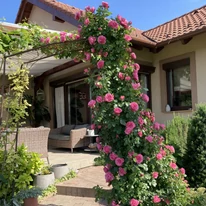 Rosa Leonardo da Vinci - Trandafir
