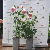 Rose species - Trandafir