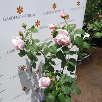 Rose species - Trandafir