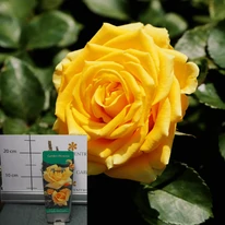 Rose species - Trandafir