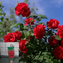 Rose species - Trandafir