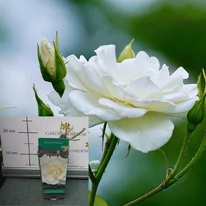 Rose species - Trandafir