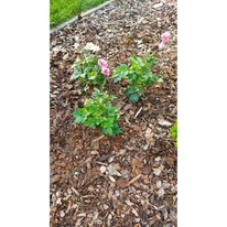 Floarea vântului arată cel mai bine când este plantat în grupuri. 